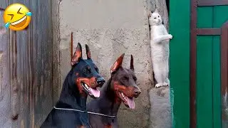 🐾Your 1 Hour Dose of Hilarious Dogs & Cats😹🐶 Part 4