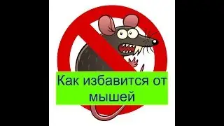 Как избавиться от мышей в доме