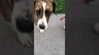 Why this beautiful dog 🐶 is so sad #shorts