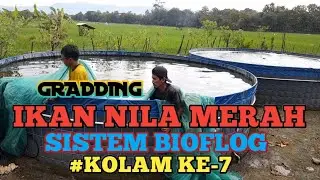 GRADDING || IKAN NILA MERAH || SISTEM BIOFLOG || #KOLAM KE-7