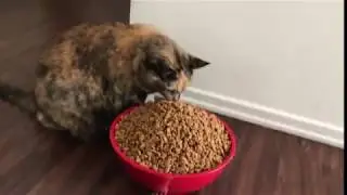 Ralph the fat cat