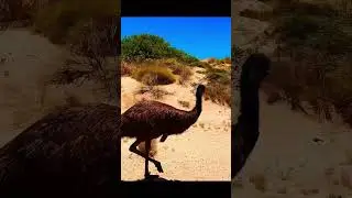 Wild emu’s just strolling down the middle of the street in Australia😂 