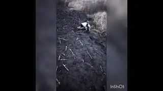 Охота на зайца🐇Первая охота Бима🐕Взял зайца