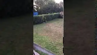Duke chasing cats