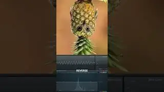pineapple owl howl sound effects with pineapple cat 