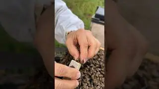 Marking A Queen Bee! 👑🐝 