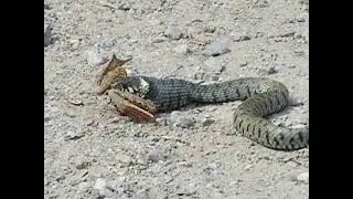Adder swallows frog whole.