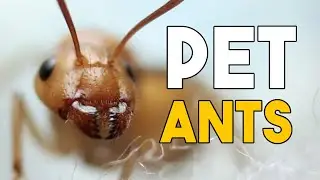 2023 Ant Room Tour