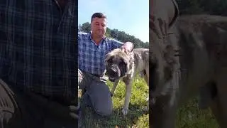 AYI İLE  KARŞILAŞTI KÖPEGİ SAYESİNDE HAYATTA KALDI#beniöneçıkart #kangal #koyun #keşfet #yabanhayat