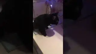 Кот спинальник - моя чёрная бешеная блоха