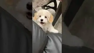 Хулиганка мальтипу