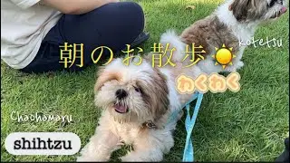 8月朝8時、シーズー2匹とお散歩に行ったけど暑かったよ🚶💦