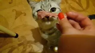 Давай мясо|Кисяо