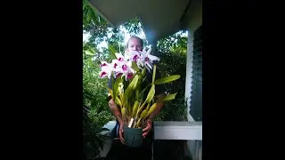 Cattleya purpurata #CareCollab 2023