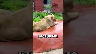 🦁 Small Zoo Charm! | The Capron Park Zoo | 