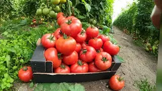special Harvest tomato