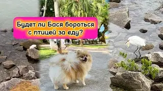 Будет ли Бася бороться с птицей за еду?
