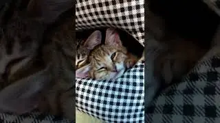 Две сестры на переднем плане, брат спит в глубине.🐈🐈🐈🏡