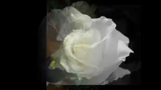 Laskoviy May - Belie Rozi // Ласковый май - белые розы ♥