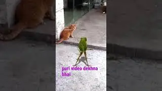 frog dance nearest the cat....