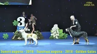 06 Лучший щенок ЗОЛОТЫЕ ВОРОТА 2018 Киев