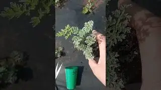 Высадка рассады горький полыни в открытый грунт. Зачем мне иметь полынь в огороде