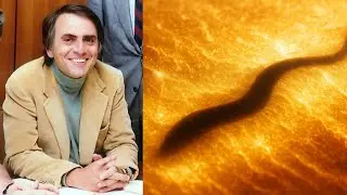 4 Weirdest Aliens That Scientists Think Exist