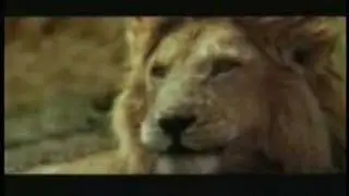 dumbest antelope in Africa