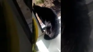 Кот ищет жертву