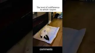 The level of indifference to which I aspire memes