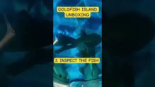 UNBOXING FANCY GOLDFISH 🎁🤯