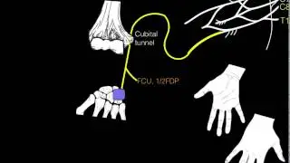 Innervation of forearm and hand muscles