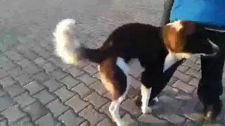 Bir insanın köpekle çiftleşmesi