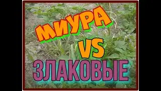 ГЕРБИЦИД МИУРА КАК БОРОТЬСЯ С ПЫРЕЕМ НА ОГОРОДЕ КАК БРОРОТЬСЯ СО ЗЛАКОВЫМИ СОРНЯКАМИ НА ОГОРОДЕ