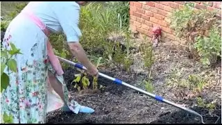 CHRISTINS’s Variety SHOW, 7/10/2024, GARDEN WONDERS #20, “Update on my Perennial Garden”