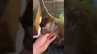 Жора После бани 🛀🏻яванская макака , 