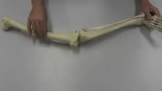 The Lower Limb