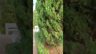 Испанское кладбище