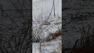сава ови чертма ловля щегол
