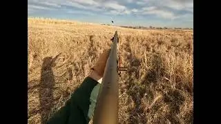 Quick Hunt on Private Land - South Dakota Pheasant Hunting