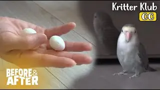 Baby Parrot Has Mother But No Father... GENETICALLY l Before and After Makeover Ep 121