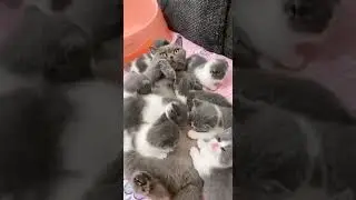 Многодетная мать