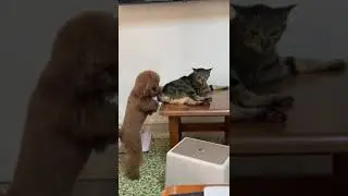 Poodle sniffs cat