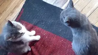 Коты отогрелись и играют!