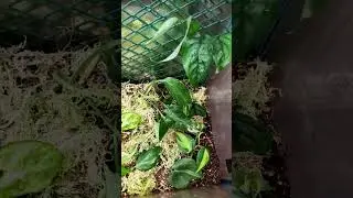 💚Флорариум из аквариума интересно что из этого получится 💚🌱 