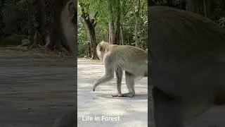 Life in Forest,A little monkeys eating delicious banana 