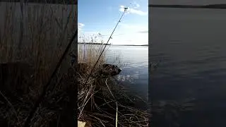 первый заброс - сезон на Селигере открыт