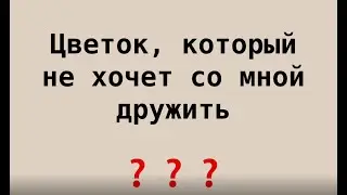 Цветок, с которым не могу найти общий язык