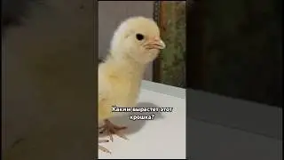 Вырос желторотик 
