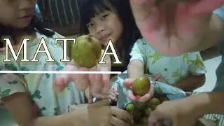 MATOA | Buah Khas Indonesia Timur